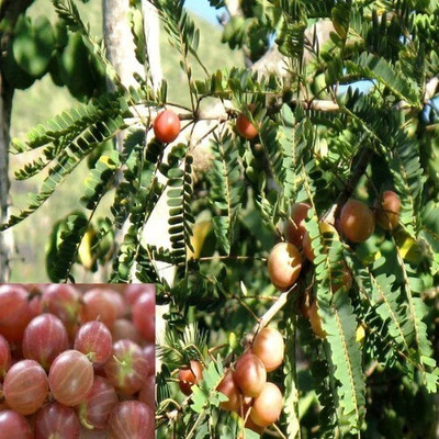 PB EVERGREEN Amla Plant(Hybrid, Pack of 1)