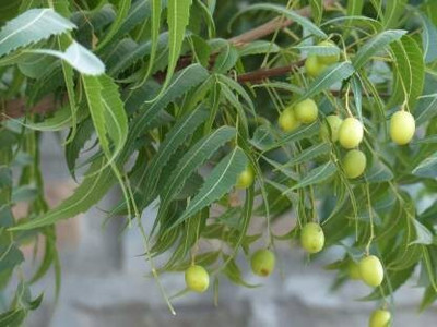 greengrow Neem Plant(Pack of 1)