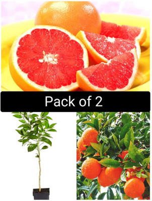 the green dotcom Orange Plant(Hybrid, Pack of 1)
