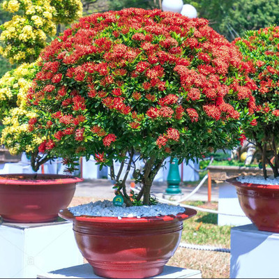 Agacha Trothic Ixora/Chethi Plant(Hybrid, Pack of 1)