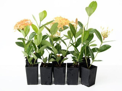 Narumanam Trothic Ixora/Chethi Plant(Hybrid, Pack of 1)