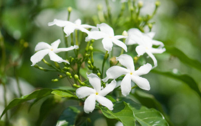 greenhousestore Jasmine Plant(Hybrid, Pack of 1)