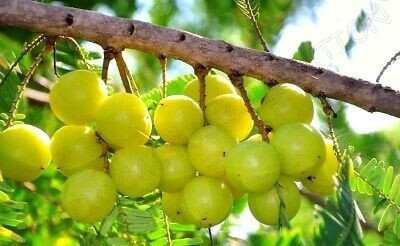 PB EVERGREEN Amla Plant(Hybrid, Pack of 1)