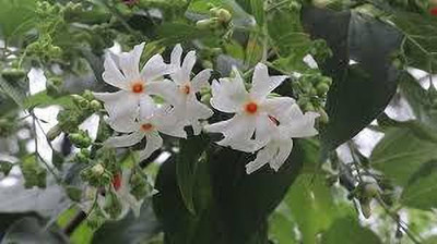 rimi Night Bloom Jasmine Plant(Hybrid, Pack of 1)