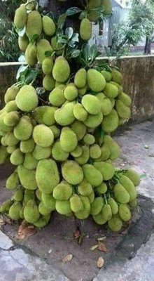 the green dotcom Jackfruit Plant(Hybrid, Pack of 1)