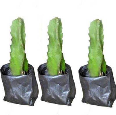 Bakuchi Dragon Tree(Hybrid, Pack of 1)