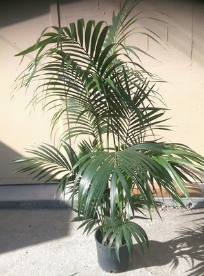YourPlant Areca Palm(Hybrid, Pack of 1)