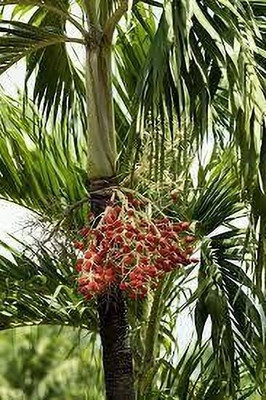 Platone Betel Nut/Supari Plant(Hybrid, Pack of 1)