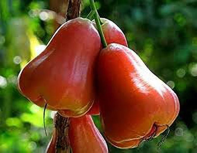 the green dotcom Jamun Plant(Hybrid, Pack of 1)