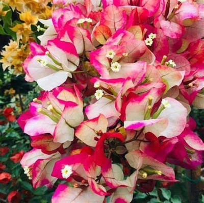 The Entacloo Bougainvillea Plant(Hybrid, Pack of 1)