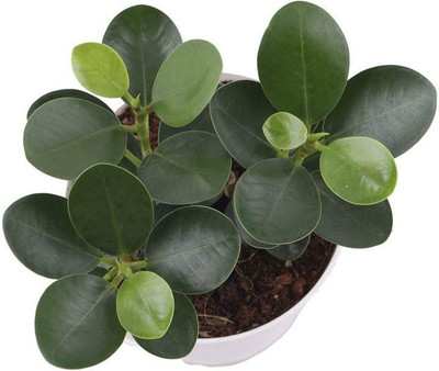Bakuchi Ficus Plant(Hybrid, Pack of 1)