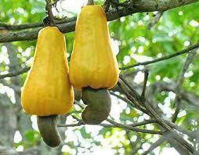 Baishnab Cashew Apple Plant(Hybrid, Pack of 1)
