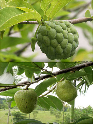 Bakuchi Custard Apple Plant(Hybrid, Pack of 1)