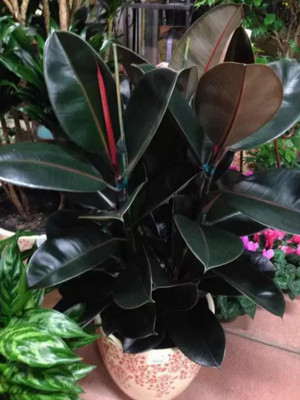 Ganapati tradres Rubber Tree(Hybrid, Pack of 1)