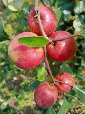 Aquinnah Ber Apple Plant(Hybrid, Pack of 1)