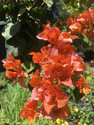 Bakuchi Baugainvillea Plant(Hybrid, Pack of 1)
