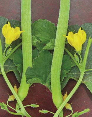 MAMONI TRADERS Long Melon Kakri Seeds, Cucumber Kakdi Seeds Pack of 300 Tar Seeds Seed(50 per packet)
