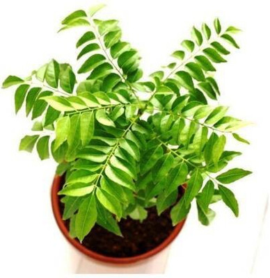 greenhousestore Curry Leaf Plant(Hybrid, Pack of 1)