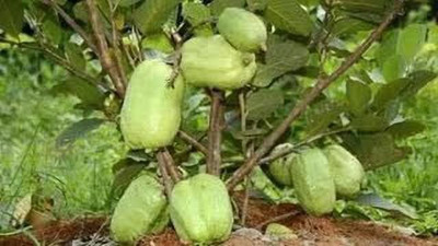 Oxygreenplant Guava Plant(Hybrid, Pack of 1)