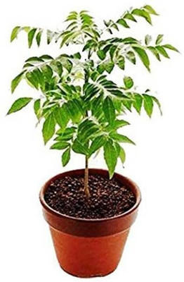 Bakuchi Trothic Ixora/Chethi Plant(Hybrid, Pack of 1)