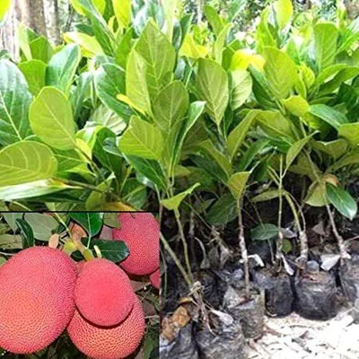 greenhousestore Jackfruit Plant(Hybrid, Pack of 1)