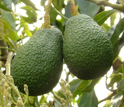 Bakuchi Avocado Plant(Hybrid, Pack of 1)