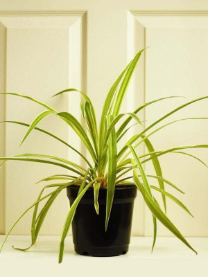 MULAKQALA Spider Plant(Hybrid, Pack of 1)