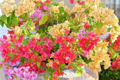 MAMONI TRADERS Baugainvillea Plant(Hybrid, Pack of 1)