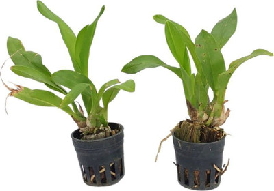 Aquinnah Orchid Plant(Hybrid, Pack of 1)