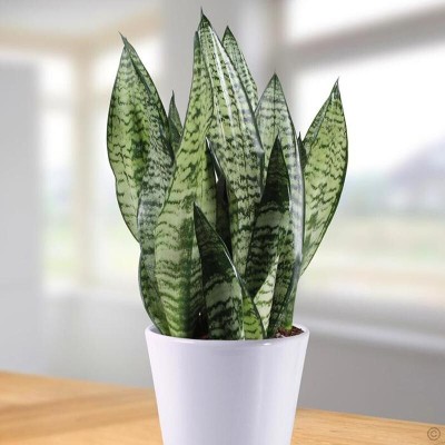 BALA PLANT CREATION Snake Plant(Hybrid, Pack of 1)