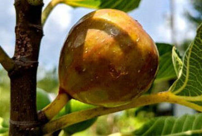 Cloud Farm Gular/Cluster Fig Plant(Hybrid, Pack of 1)
