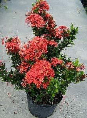 rimi Ixora Plant(Hybrid, Pack of 1)
