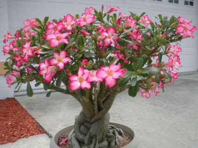 ABEFARIYA Adenium Plant(Hybrid, Pack of 1)