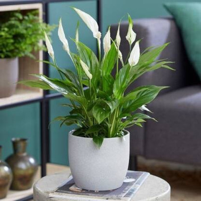 the green dotcom Peace Lily Plant(Hybrid, Pack of 1)