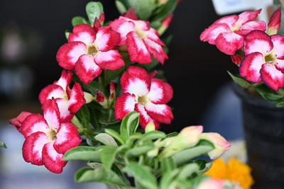 Platone Adenium Plant(Hybrid, Pack of 1)