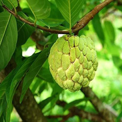 rimi Custard Apple Plant(Hybrid, Pack of 1)