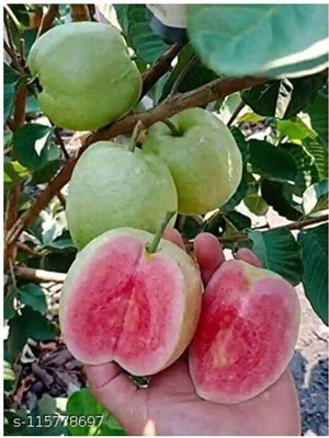KrishnaNursery Guava Plant(Hybrid, Pack of 1)