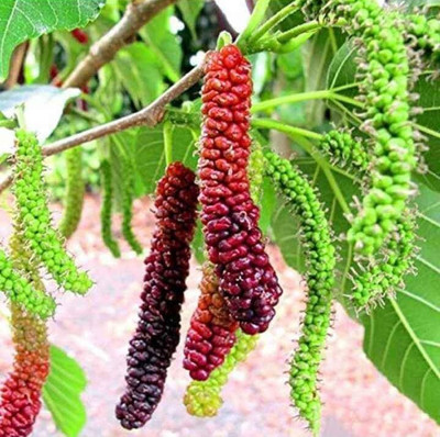 Thai All Time Shahtoot/Mulberry Plant(Hybrid, Pack of 1)