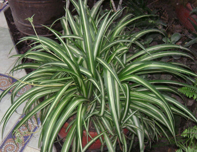 PB REBA PLANT Spider Plant(Hybrid, Pack of 1)