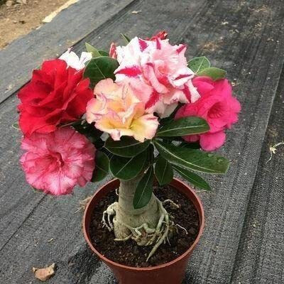 Muddstyles Adenium Plant(Hybrid, Pack of 1)