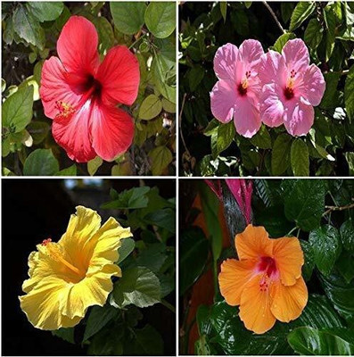 Cloud Farm Hibiscus Plant(Hybrid, Pack of 4)