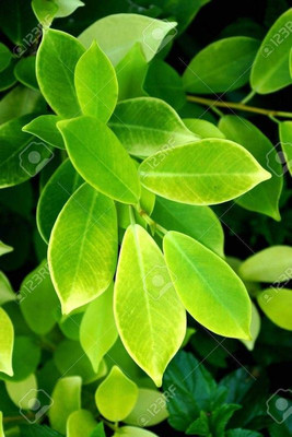 Bakuchi Ficus Bonsai Plant(Hybrid, Pack of 1)