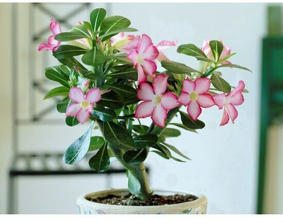 CRGO ADENIUM Seed(55 per packet)