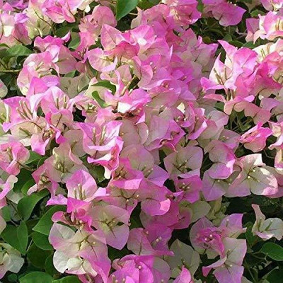 Bakuchi Baugainvillea Plant(Hybrid, Pack of 1)