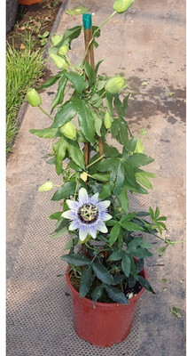 PratshyaPlant Passion Plant(Hybrid, Pack of 1)