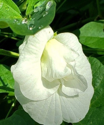 MAITRA AND SONS Aparajita/ Butterfly Pea Plant(Hybrid, Pack of 1)