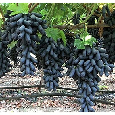Greenlive traders ZZ Plant(Hybrid, Pack of 1)