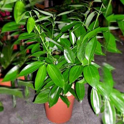 SHREYAGREEN Bay Leaf Plant(Hybrid, Pack of 1)