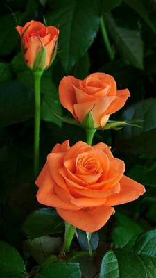 Aquinnah Rose Plant(Hybrid, Pack of 1)