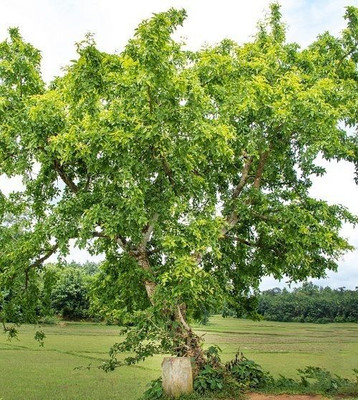 Bakuchi Bel Plant(Hybrid, Pack of 1)